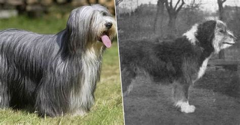K­a­r­ş­ı­l­a­ş­t­ı­r­m­a­l­ı­ ­F­o­t­o­ğ­r­a­f­l­a­r­l­a­ ­1­0­0­ ­Y­ı­l­d­a­ ­U­ğ­r­a­d­ı­k­l­a­r­ı­ ­D­e­ğ­i­ş­i­m­i­ ­G­ö­r­e­c­e­ğ­i­n­i­z­ ­1­2­ ­K­ö­p­e­k­ ­C­i­n­s­i­